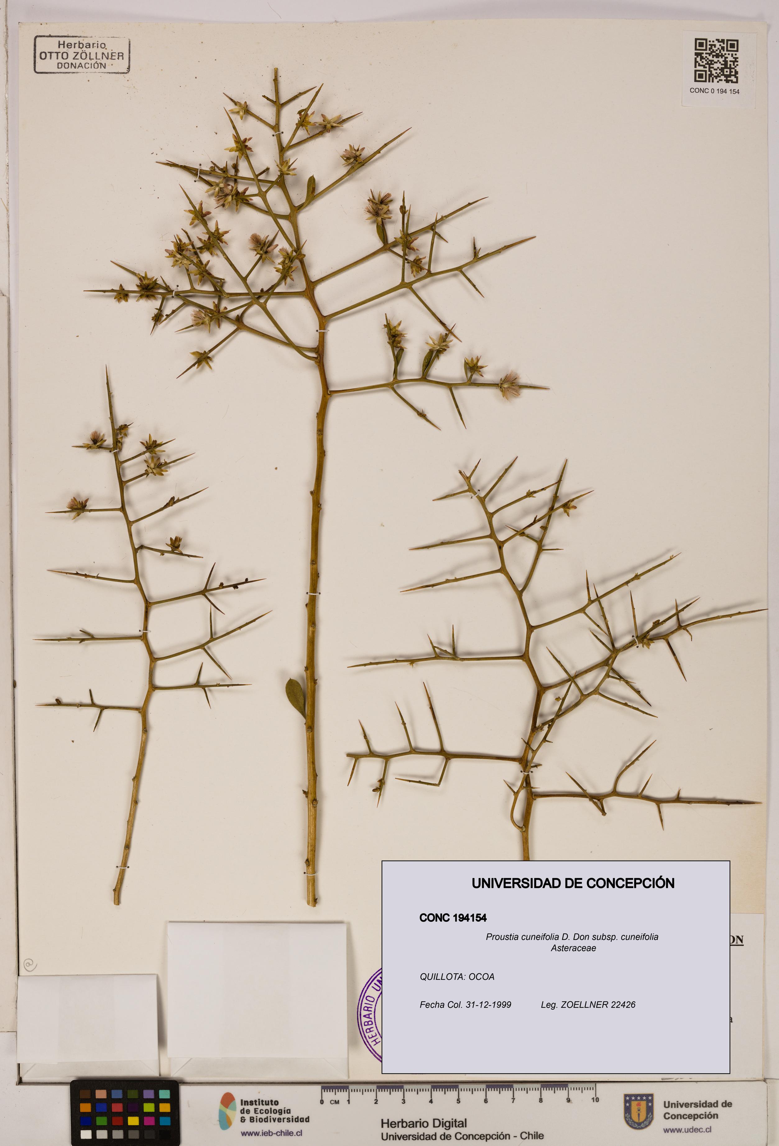 Proustia cuneifolia subsp. cuneifolia [Espécimen: UDEC:CONC:0194154]