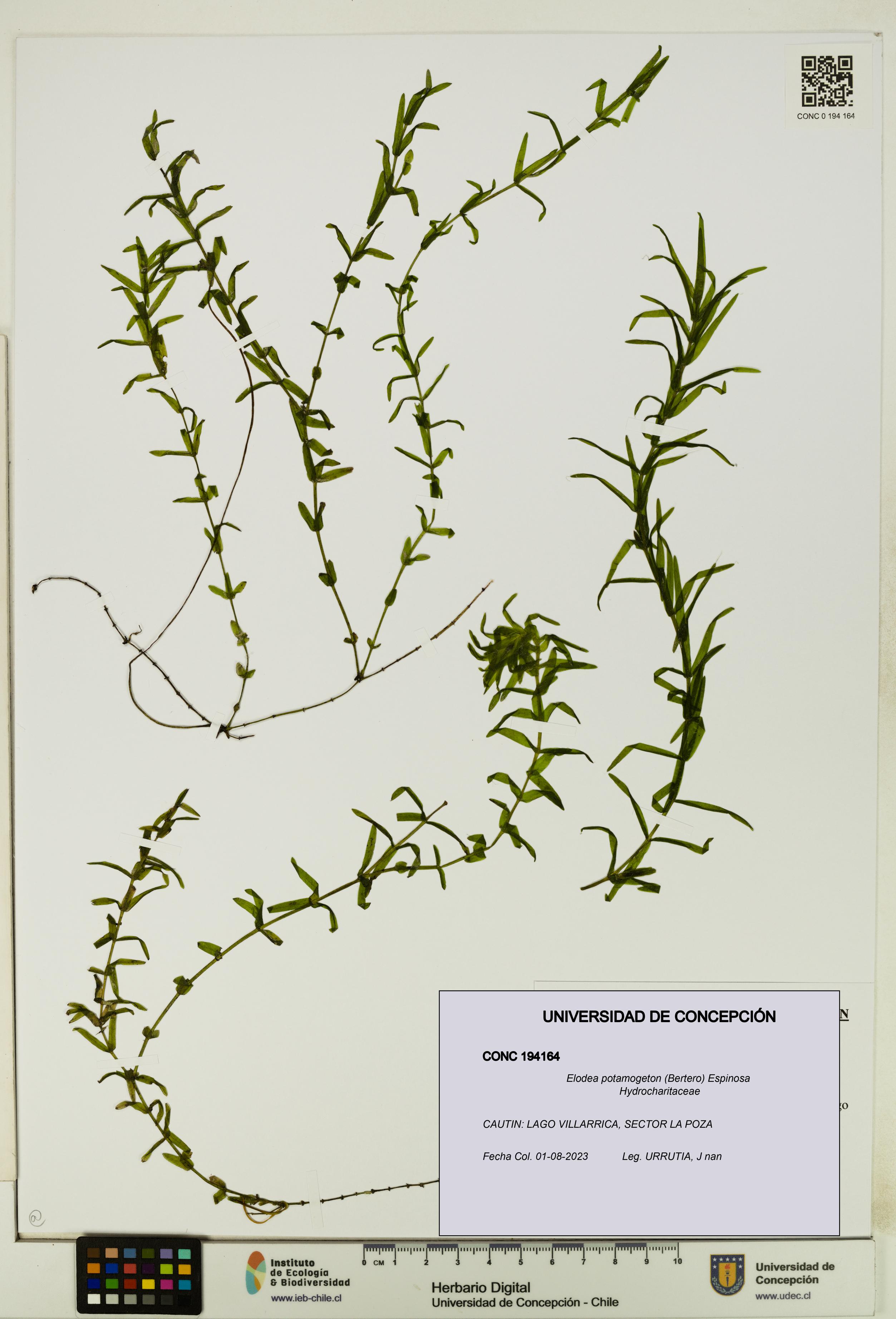 Elodea potamogeton [Espécimen: UDEC:CONC:0194164]