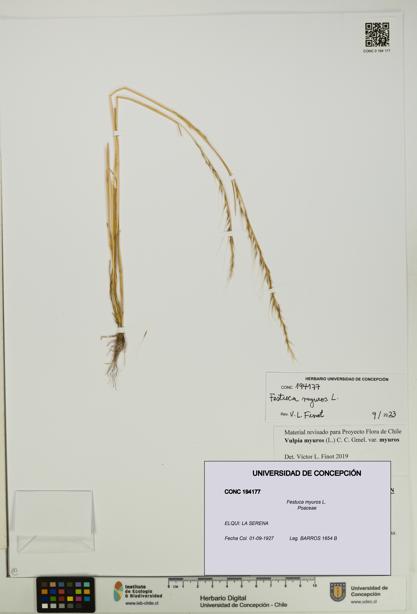 Festuca myuros [Espécimen: UDEC:CONC:0194177]