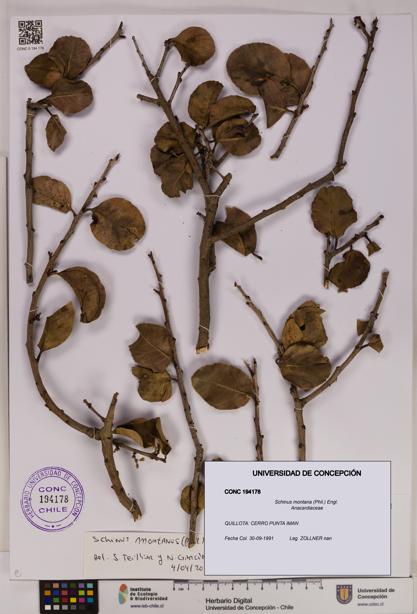 Schinus montana [Espécimen: UDEC:CONC:0194178]