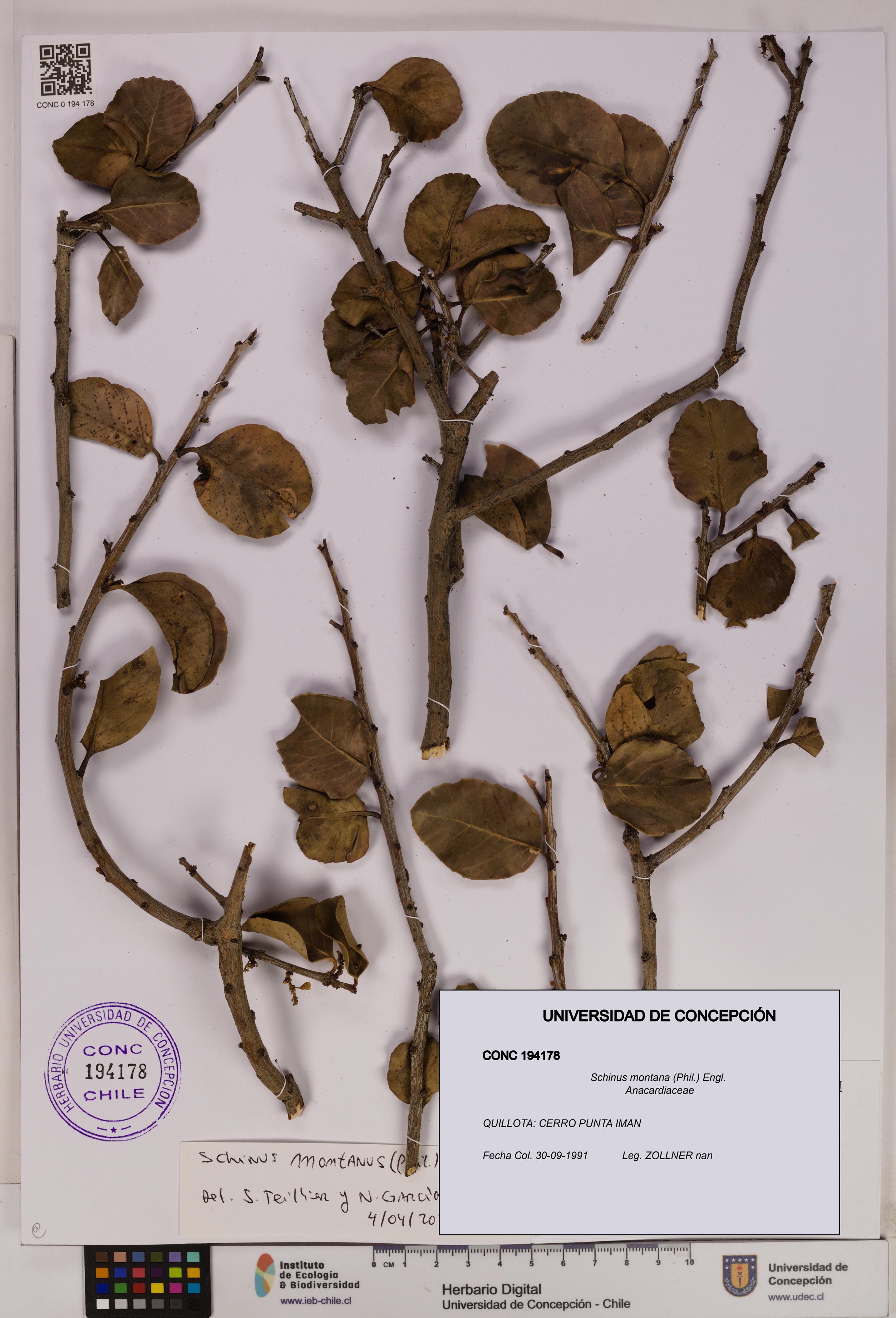 Schinus montana [Espécimen: UDEC:CONC:0194178]