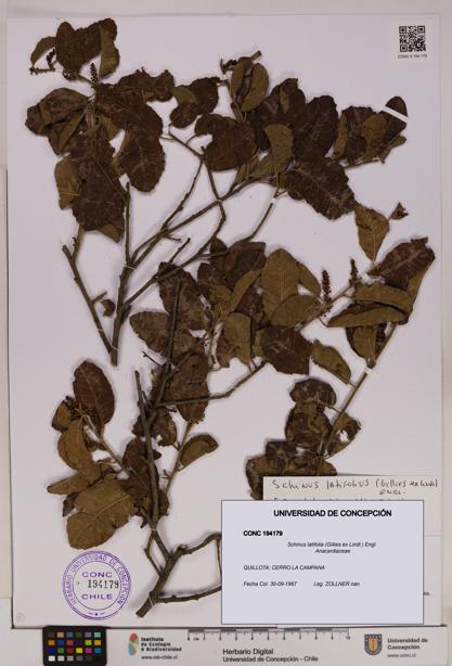 Schinus latifolia [Espécimen: UDEC:CONC:0194179]