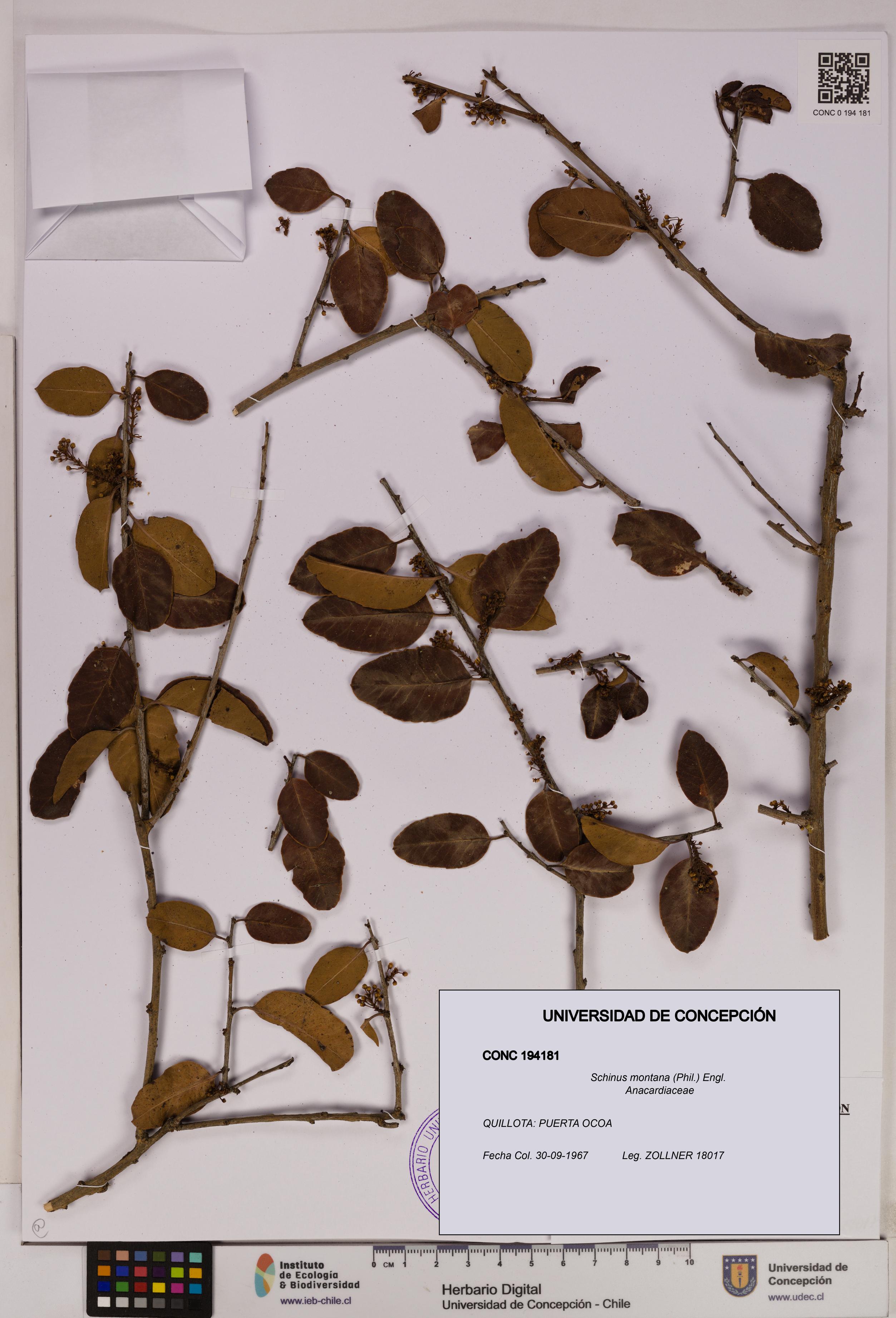 Schinus montana [Espécimen: UDEC:CONC:0194181]