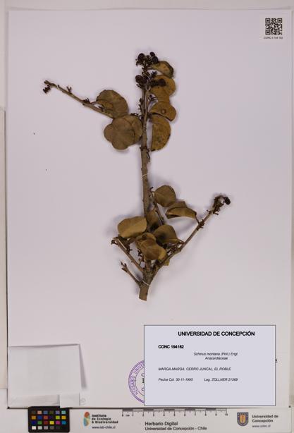 Schinus montana [Espécimen: UDEC:CONC:0194182]