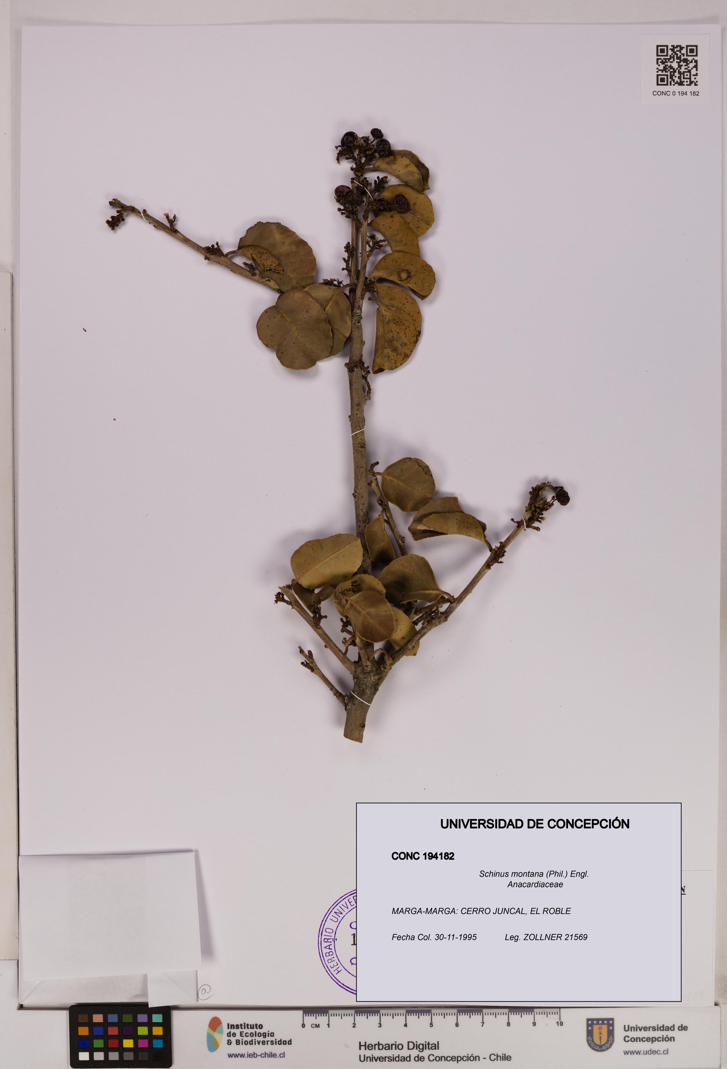 Schinus montana [Espécimen: UDEC:CONC:0194182]