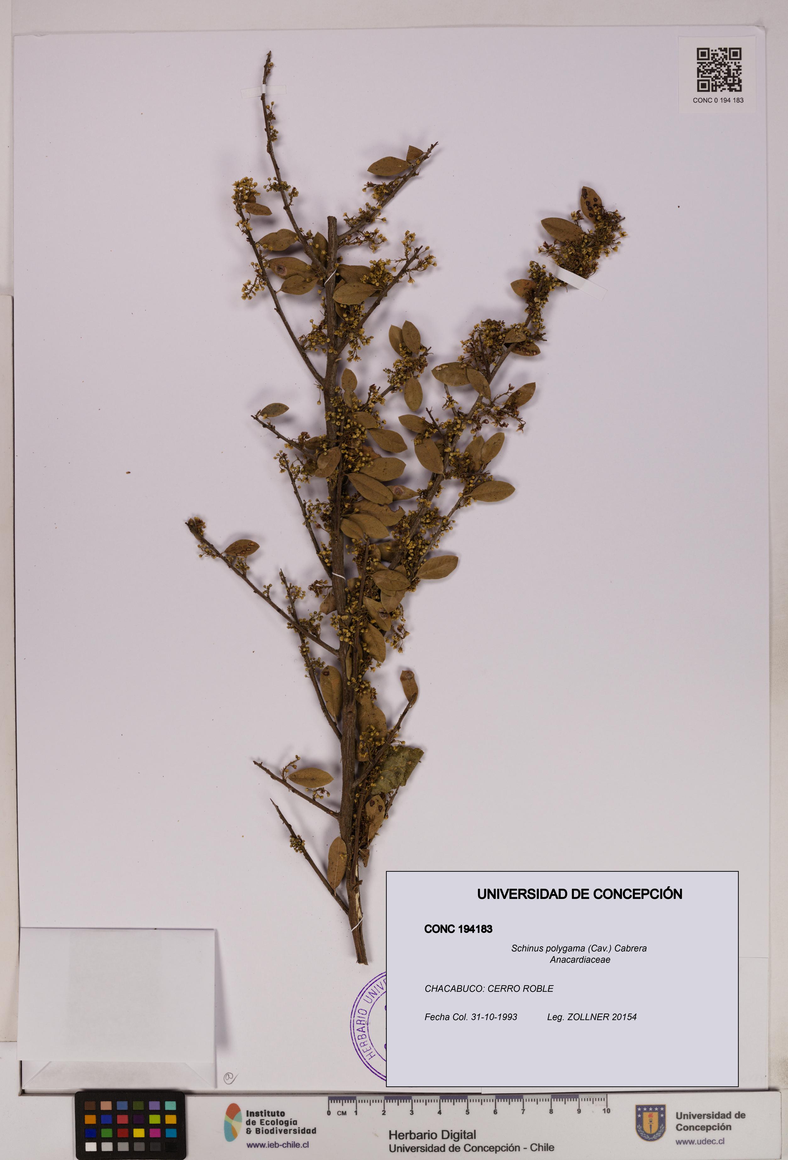 Schinus polygama [Espécimen: UDEC:CONC:0194183]