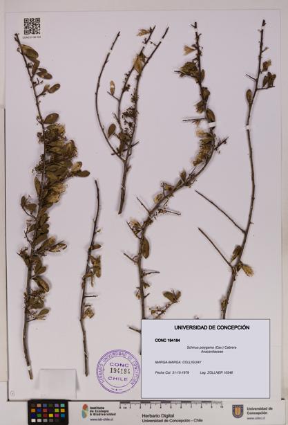 Schinus polygama [Espécimen: UDEC:CONC:0194184]