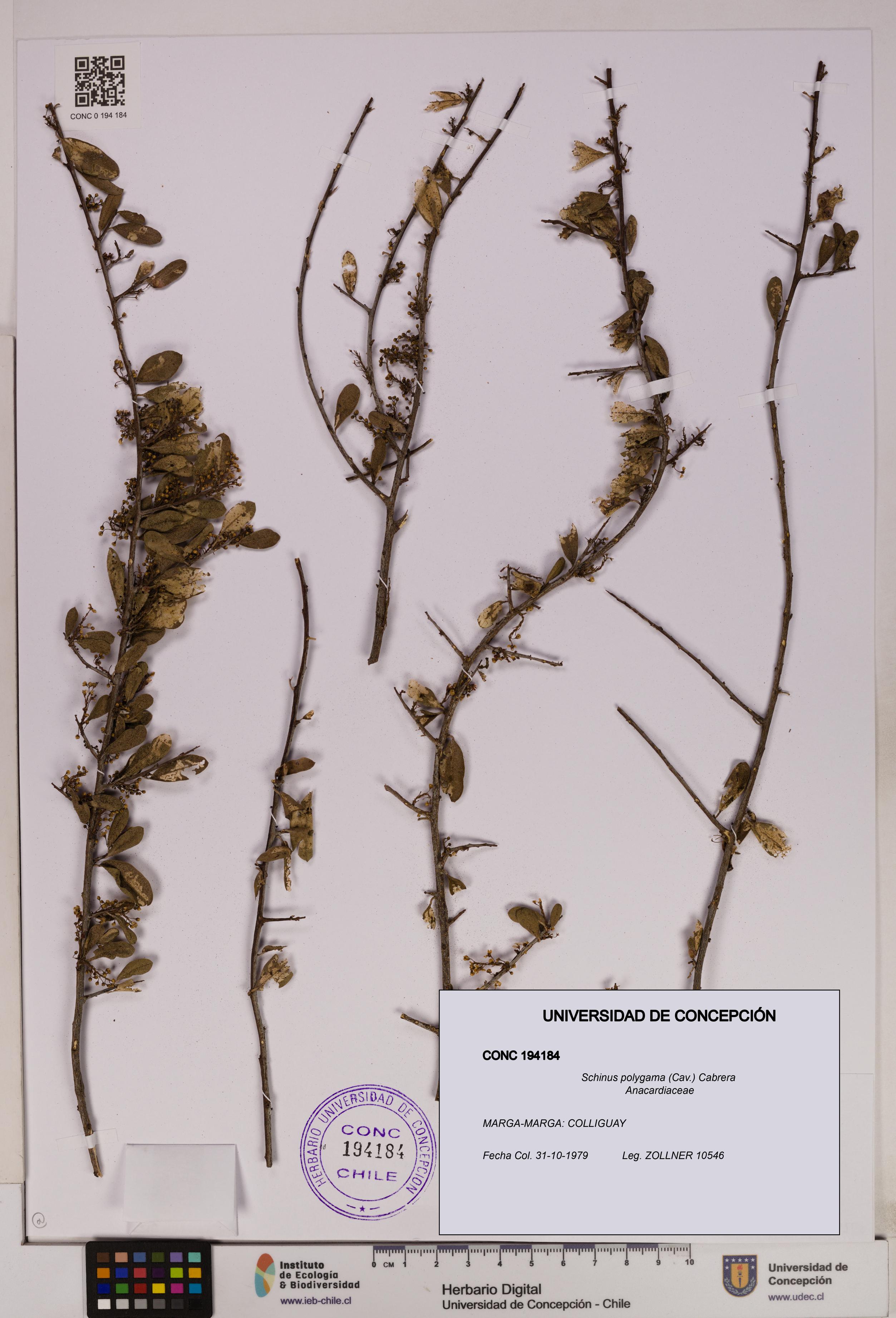 Schinus polygama [Espécimen: UDEC:CONC:0194184]