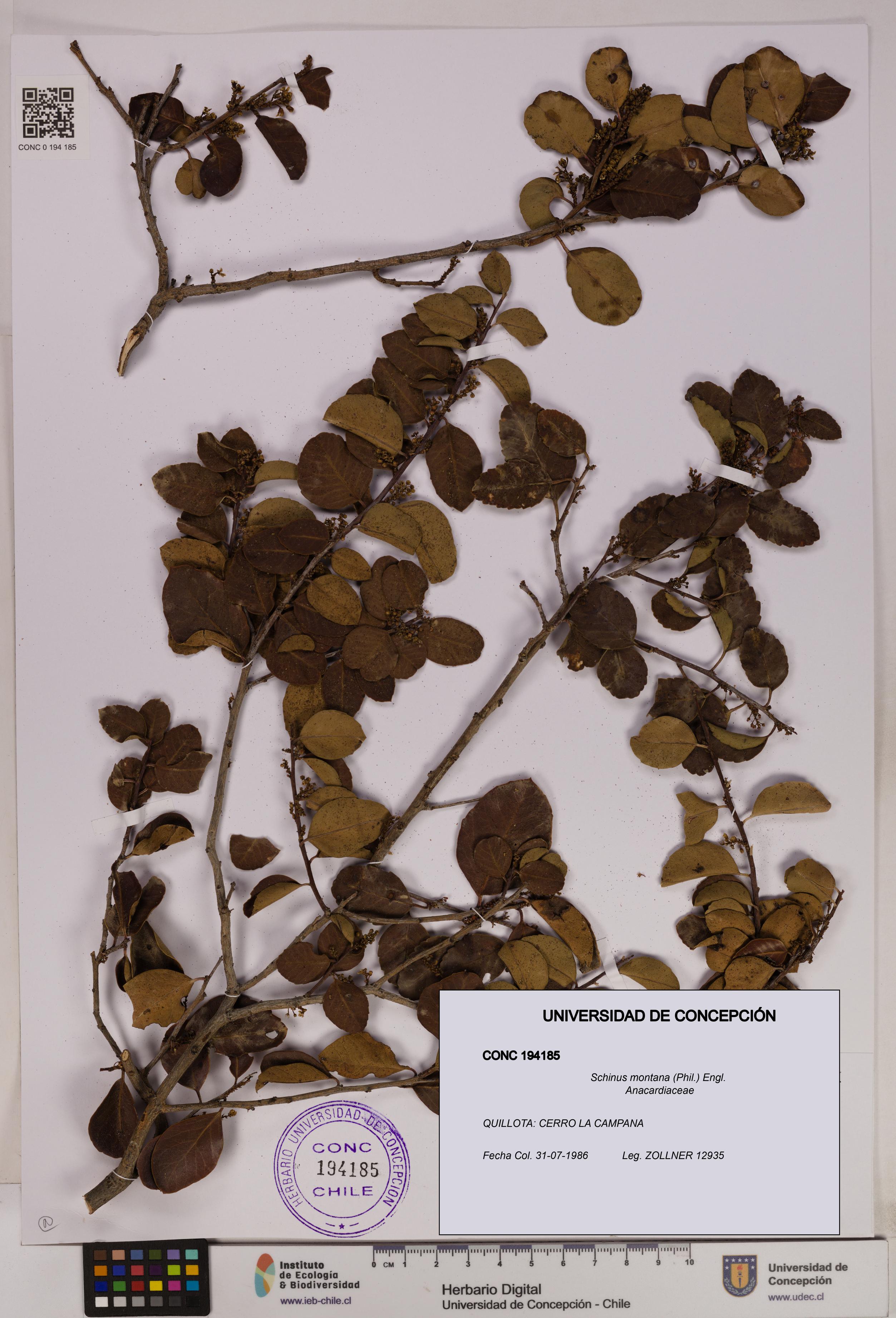 Schinus montana [Espécimen: UDEC:CONC:0194185]