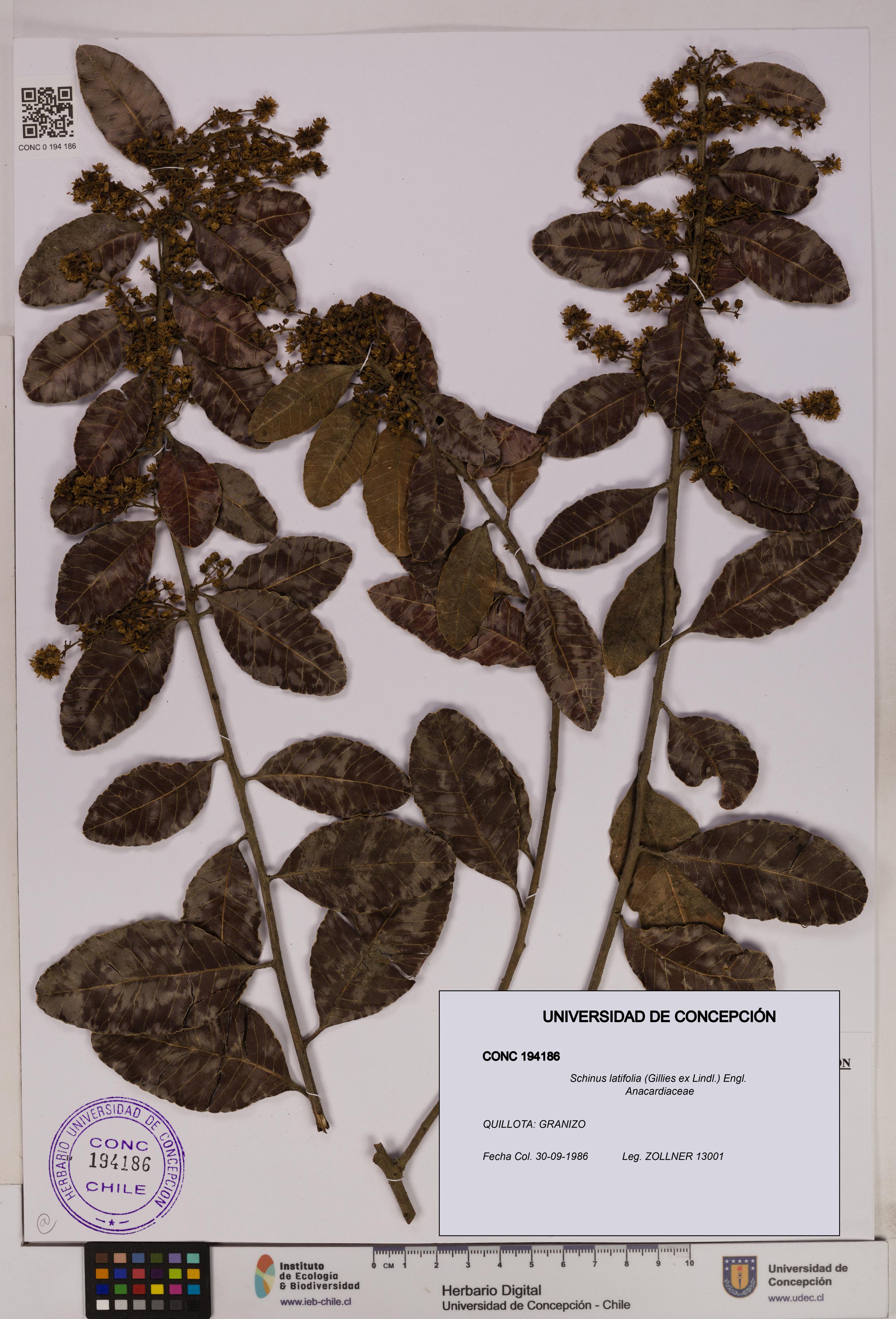 Schinus latifolia [Espécimen: UDEC:CONC:0194186]