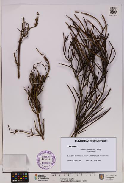 Retanilla ephedra [Espécimen: UDEC:CONC:0194211]