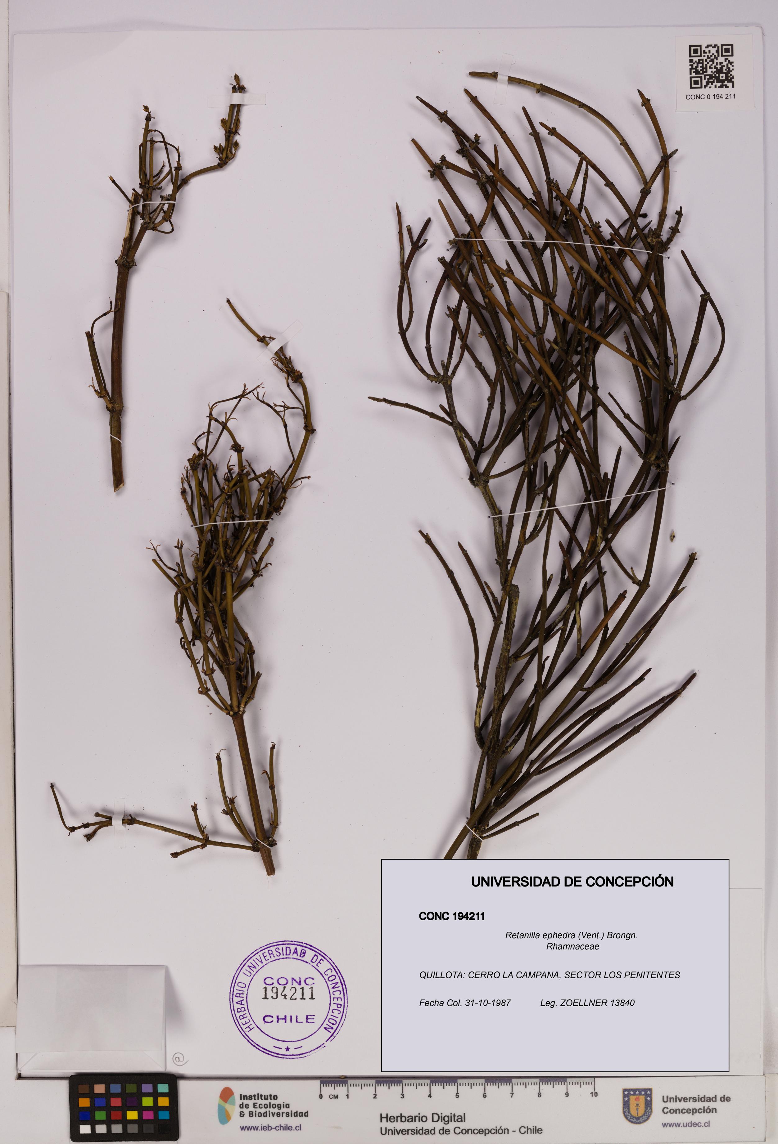 Retanilla ephedra [Espécimen: UDEC:CONC:0194211]