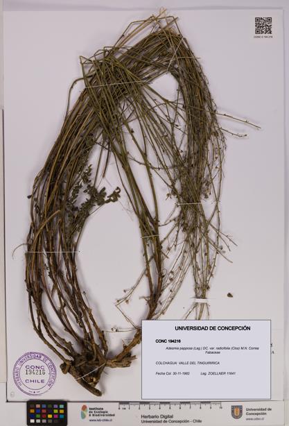 Adesmia papposa var. radicifolia [Espécimen: UDEC:CONC:0194216]