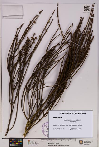 Retanilla ephedra [Espécimen: UDEC:CONC:0194217]