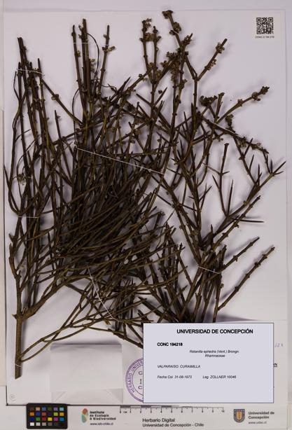Retanilla ephedra [Espécimen: UDEC:CONC:0194218]