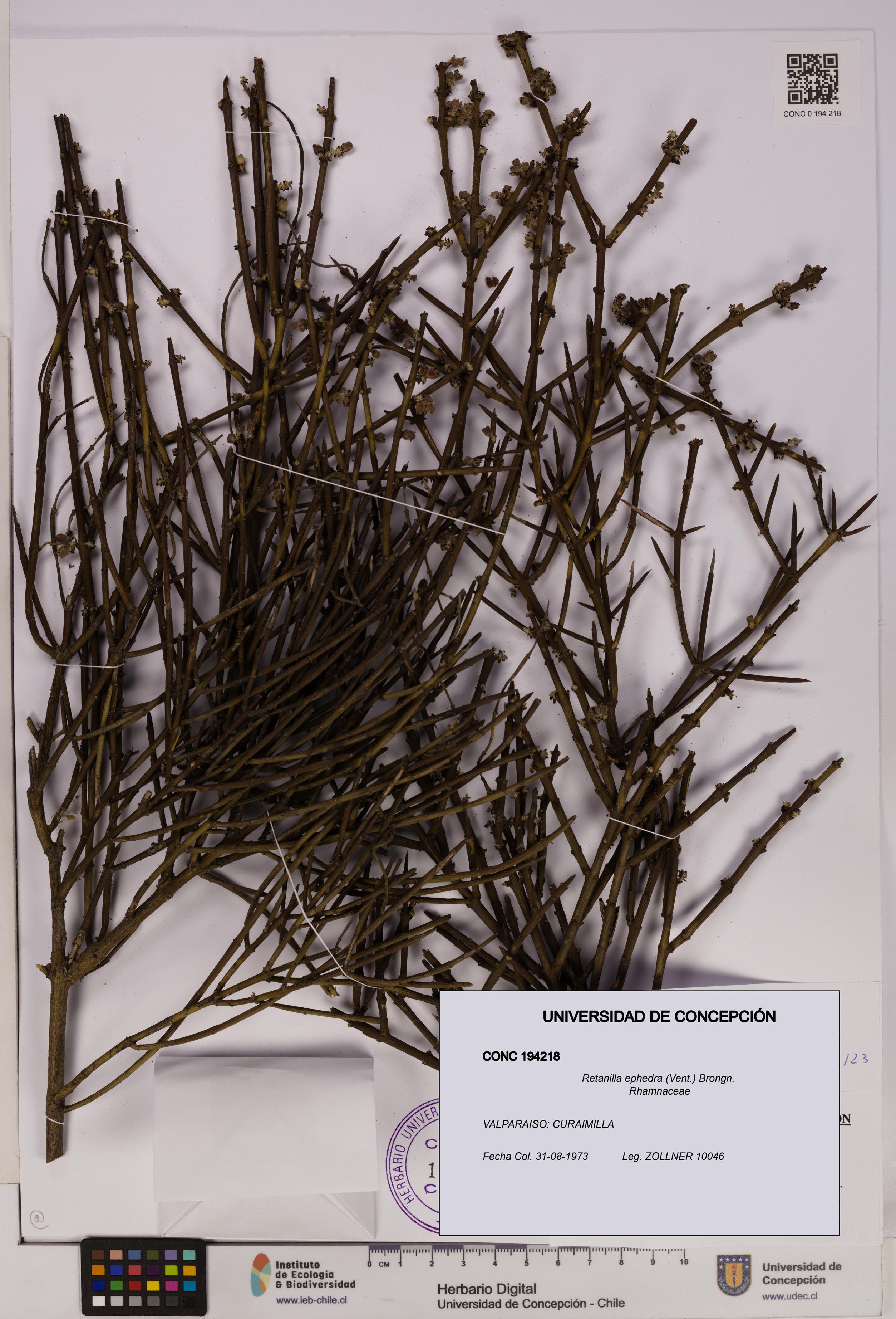 Retanilla ephedra [Espécimen: UDEC:CONC:0194218]