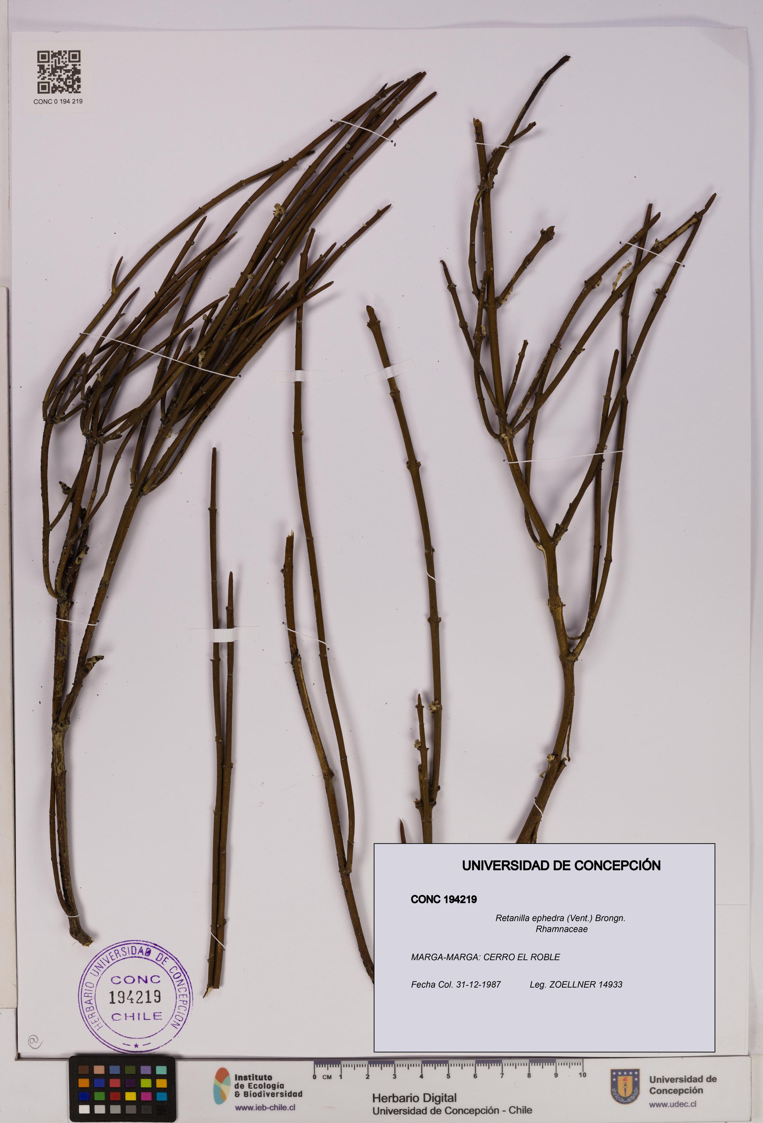 Retanilla ephedra [Espécimen: UDEC:CONC:0194219]
