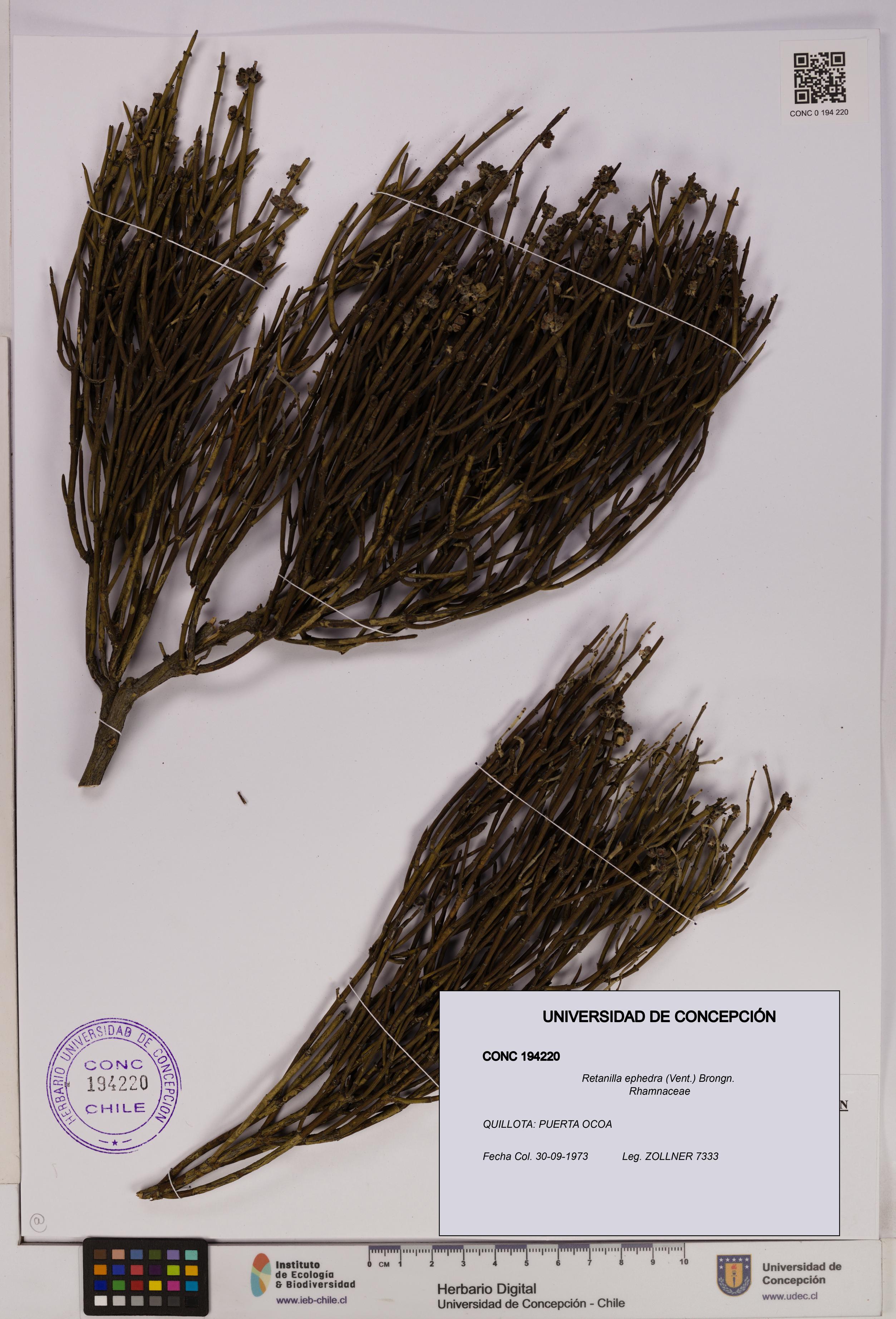 Retanilla ephedra [Espécimen: UDEC:CONC:0194220]
