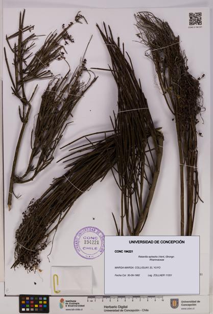 Retanilla ephedra [Espécimen: UDEC:CONC:0194221]