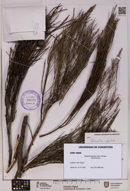 Retanilla ephedra [Espécimen: UDEC:CONC:0194222]