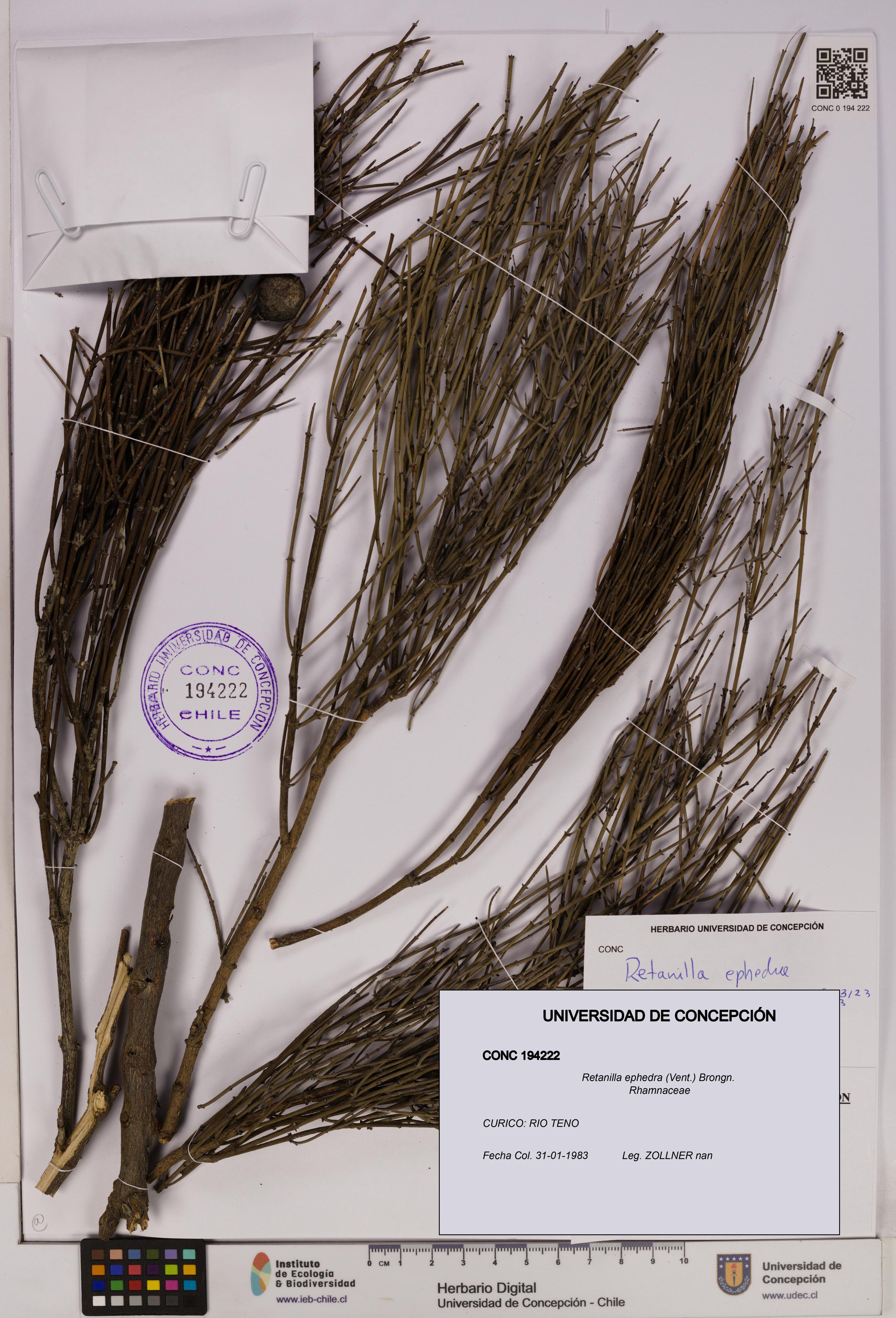 Retanilla ephedra [Espécimen: UDEC:CONC:0194222]