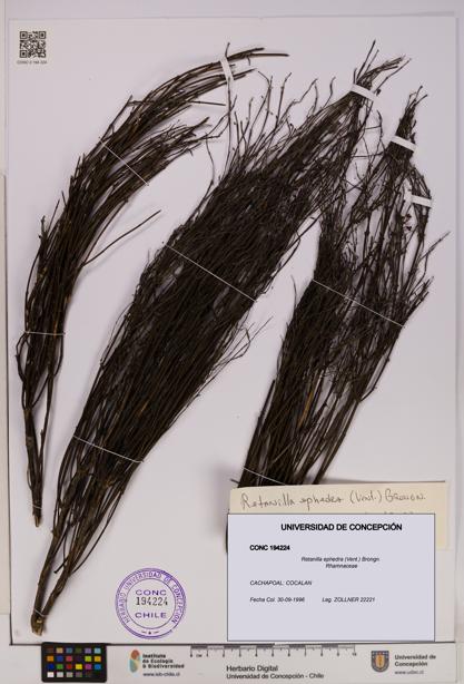 Retanilla ephedra [Espécimen: UDEC:CONC:0194224]