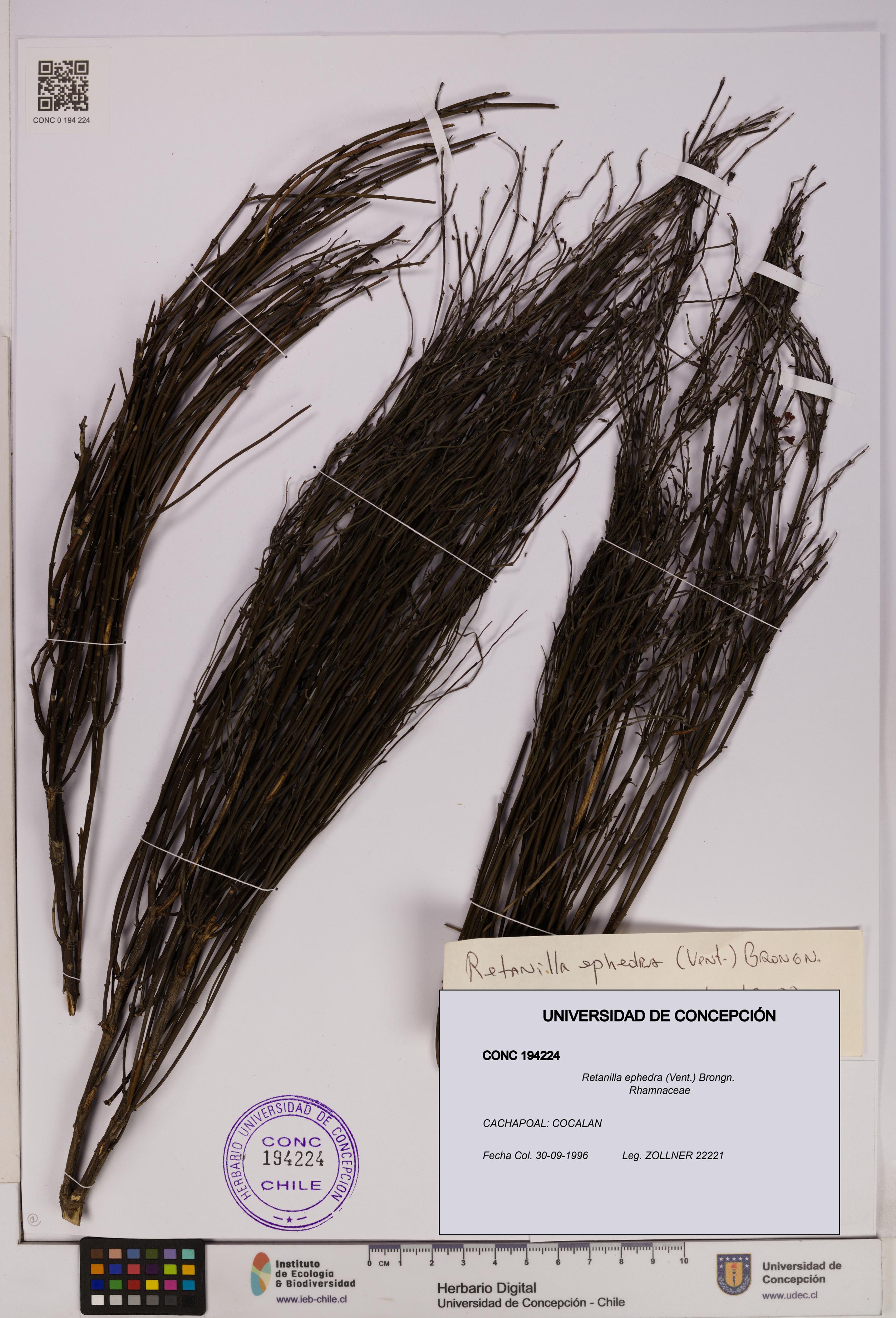 Retanilla ephedra [Espécimen: UDEC:CONC:0194224]