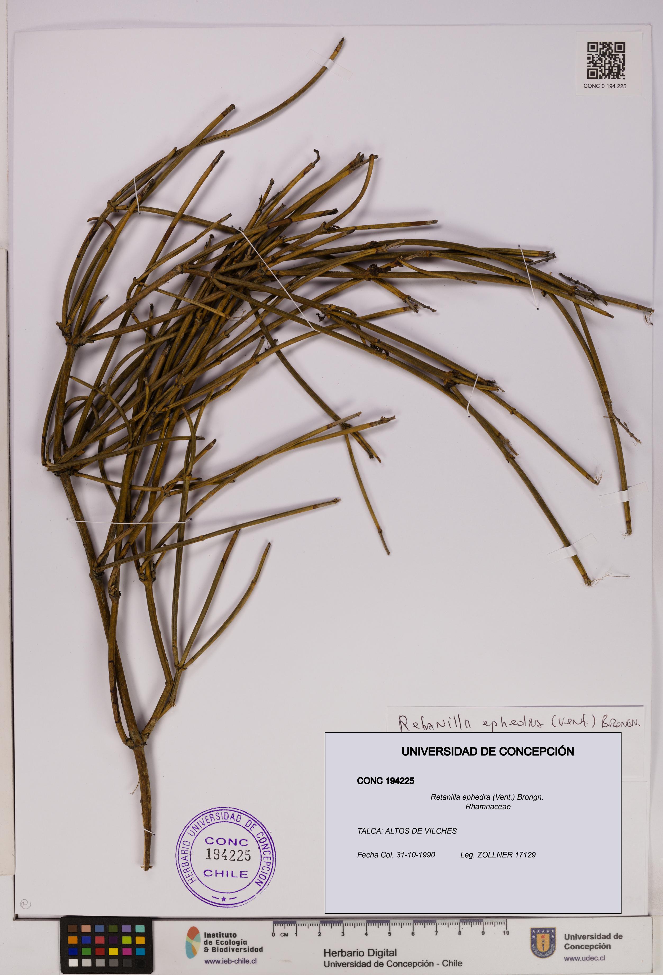 Retanilla ephedra [Espécimen: UDEC:CONC:0194225]