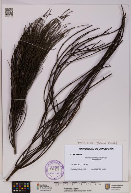 Retanilla ephedra [Espécimen: UDEC:CONC:0194226]