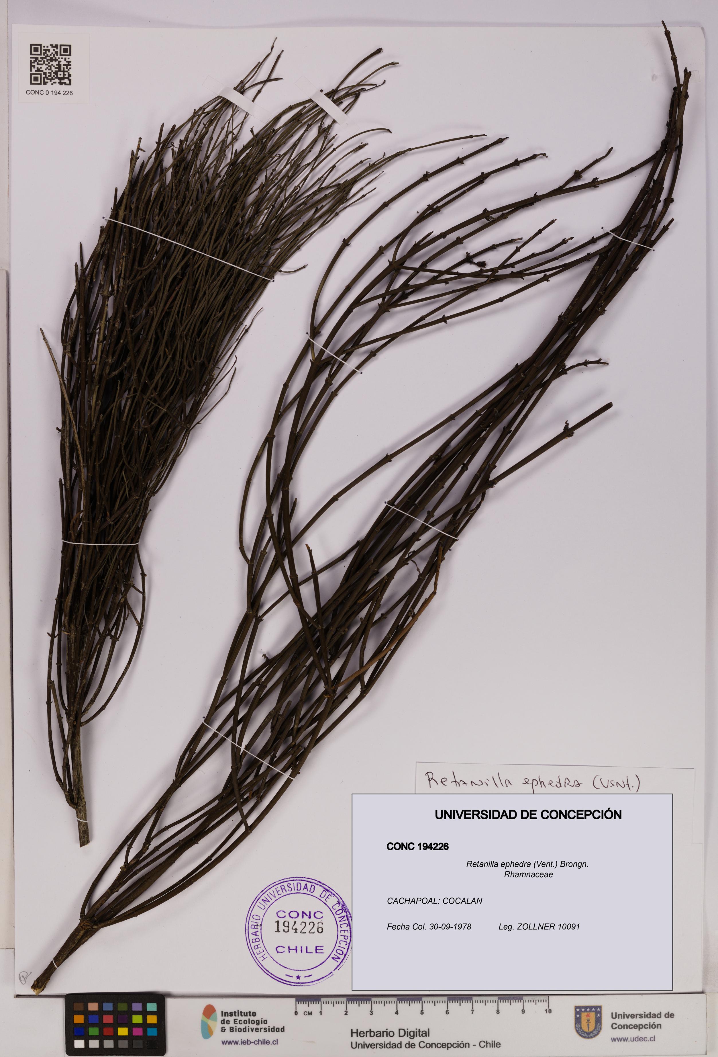 Retanilla ephedra [Espécimen: UDEC:CONC:0194226]