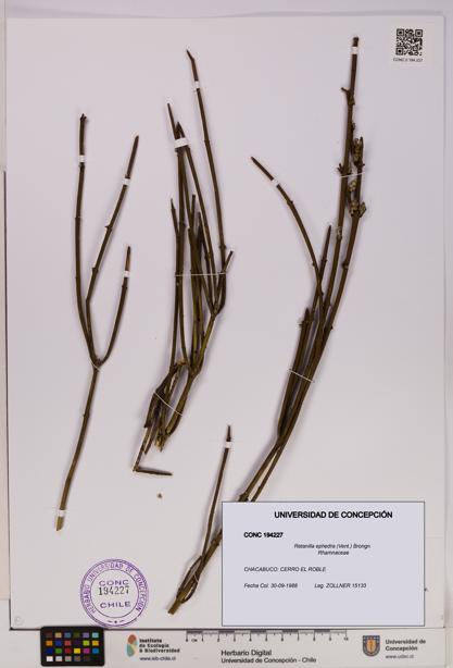 Retanilla ephedra [Espécimen: UDEC:CONC:0194227]