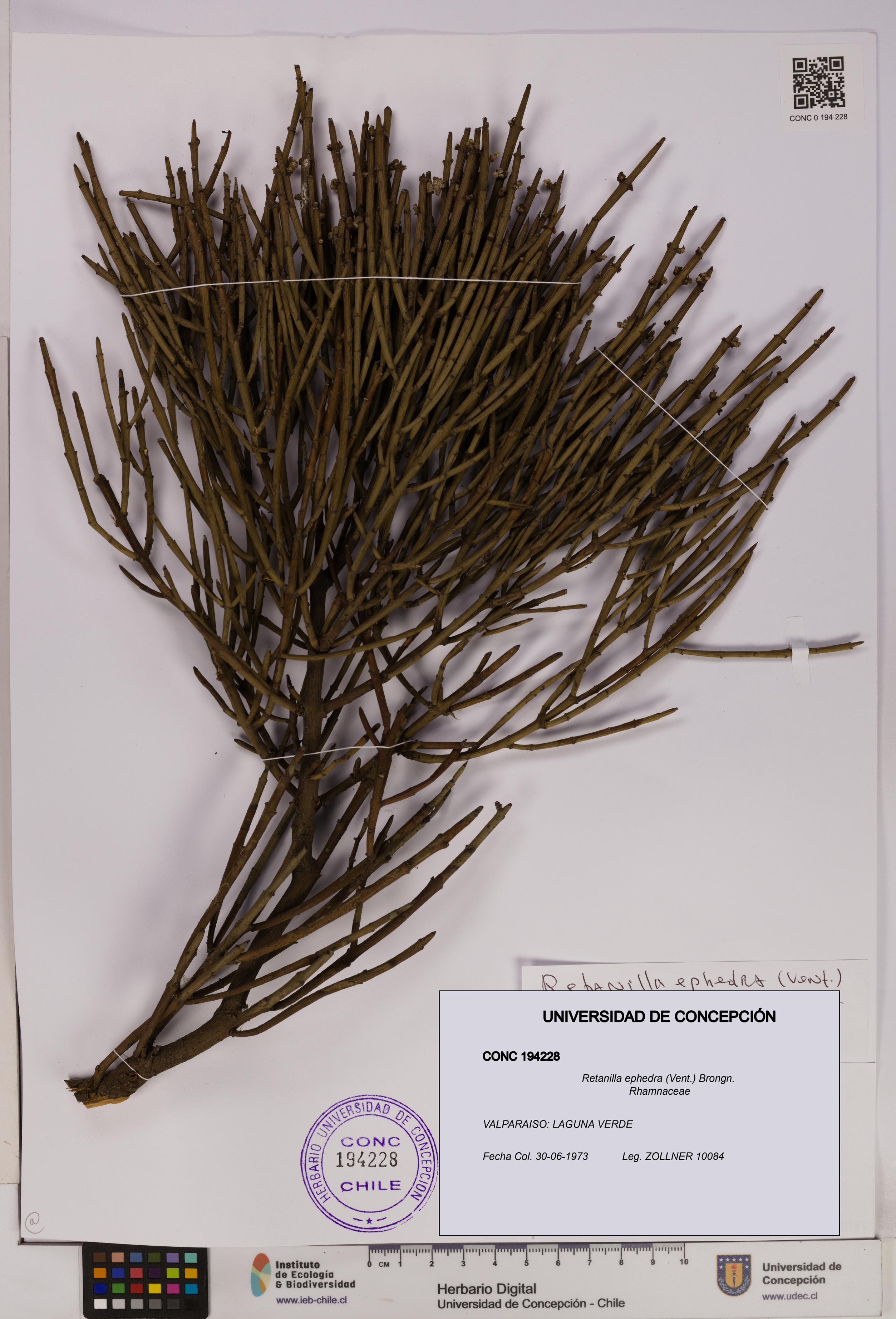 Retanilla ephedra [Espécimen: UDEC:CONC:0194228]