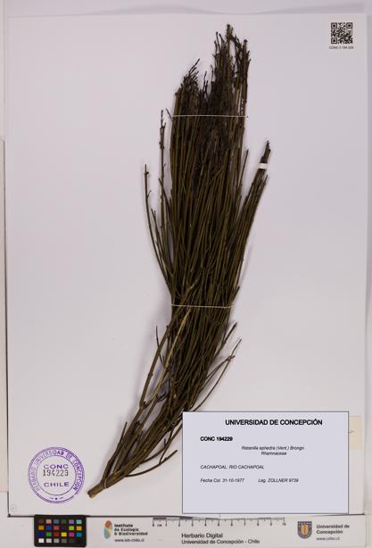 Retanilla ephedra [Espécimen: UDEC:CONC:0194229]