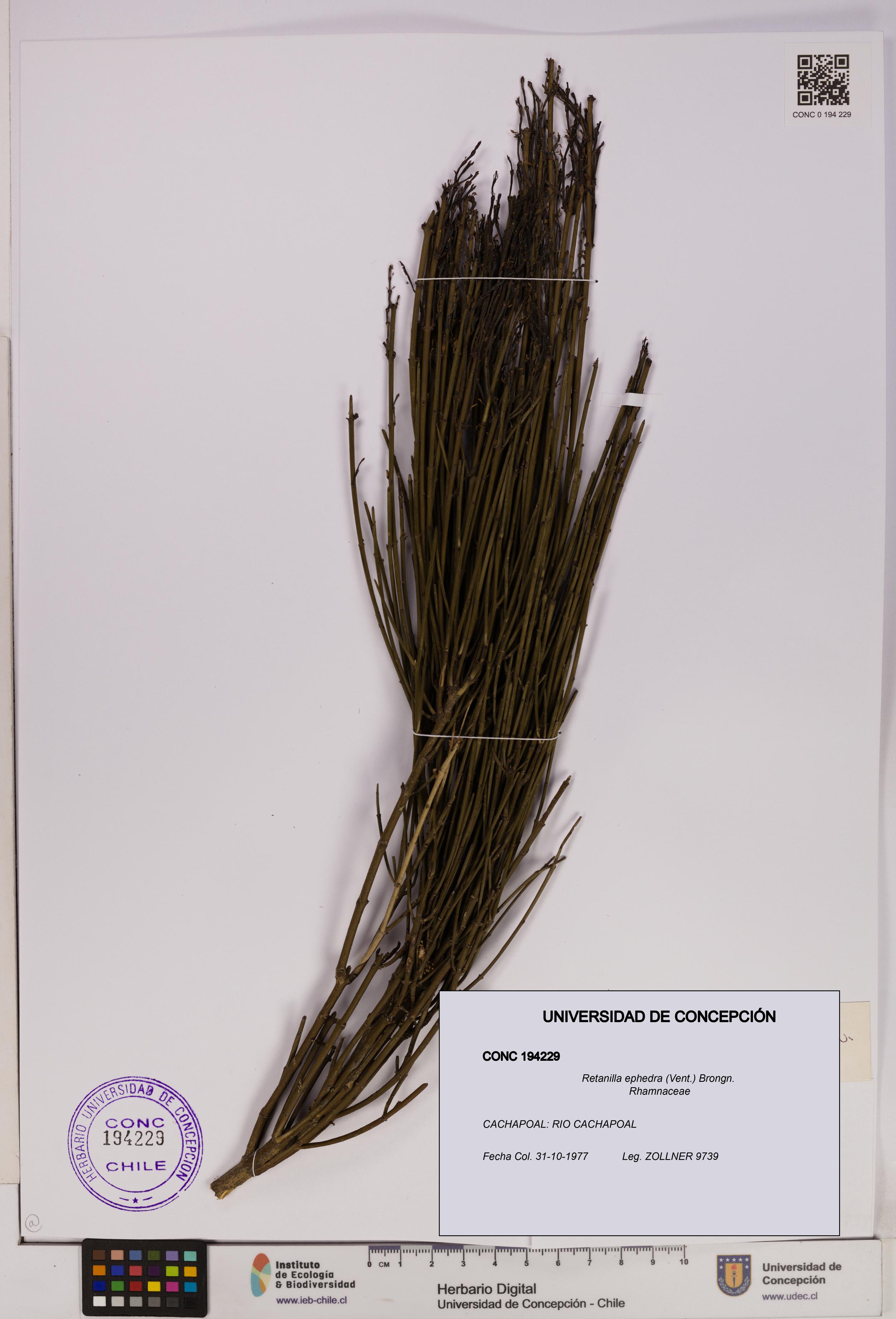 Retanilla ephedra [Espécimen: UDEC:CONC:0194229]