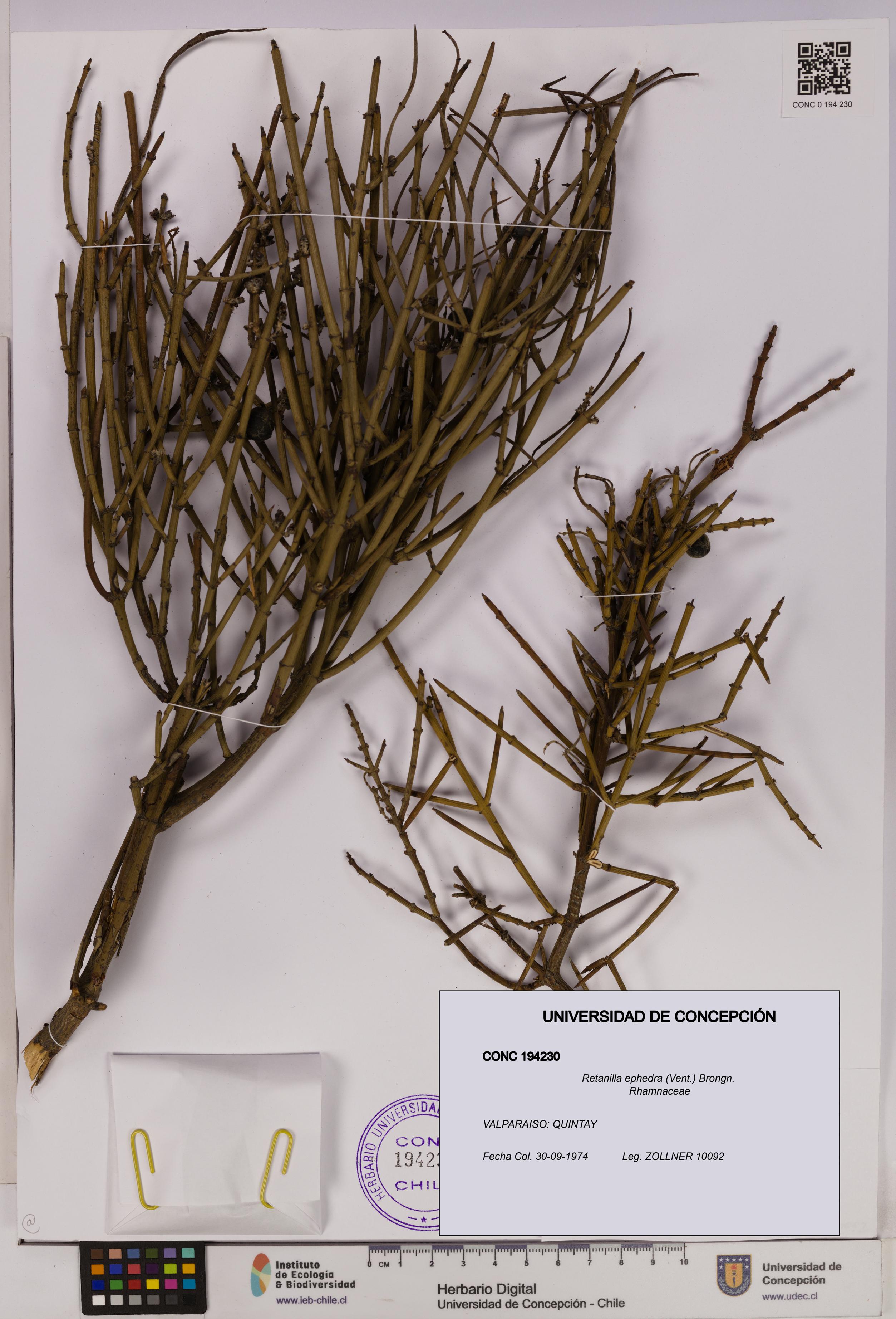 Retanilla ephedra [Espécimen: UDEC:CONC:0194230]