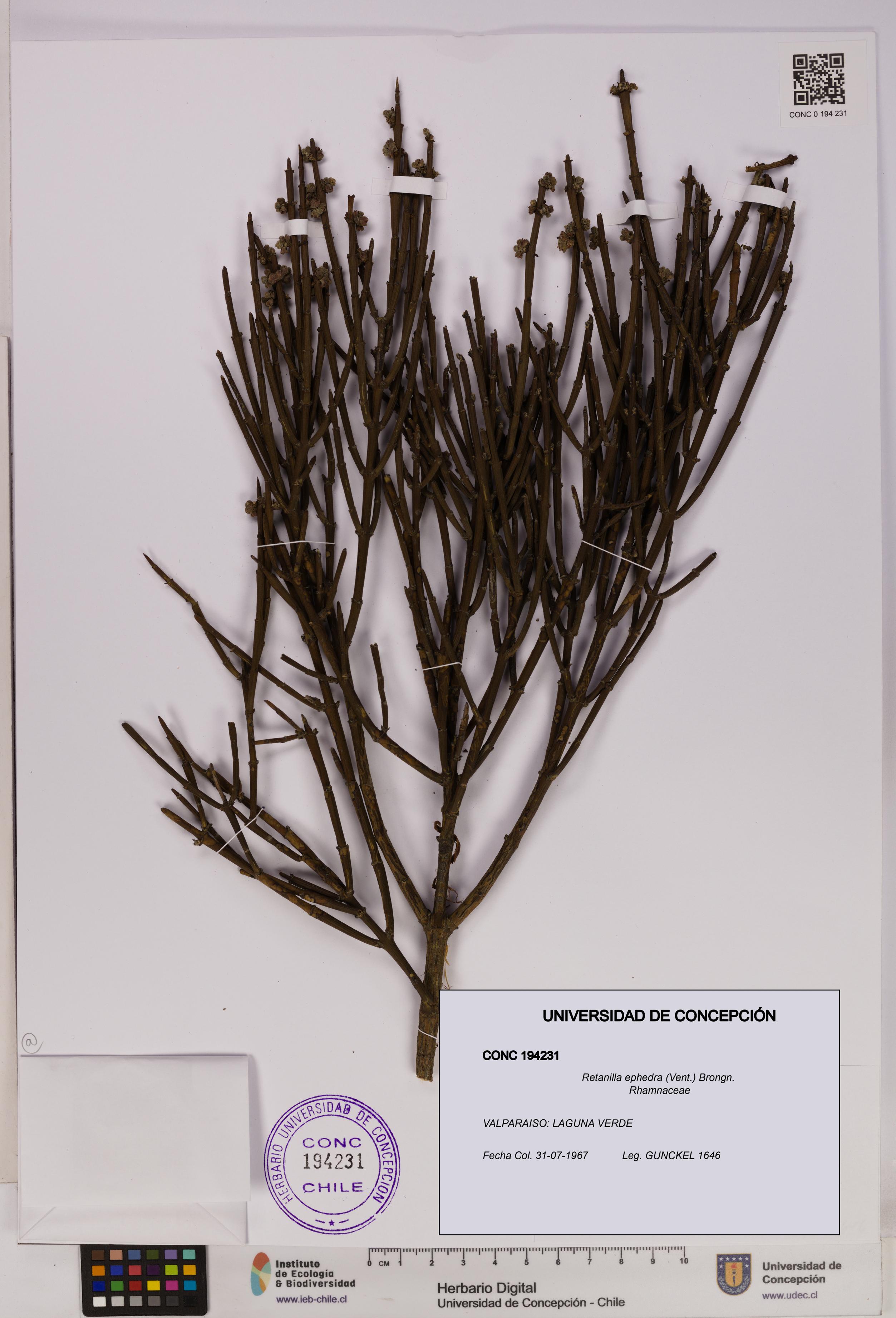 Retanilla ephedra [Espécimen: UDEC:CONC:0194231]