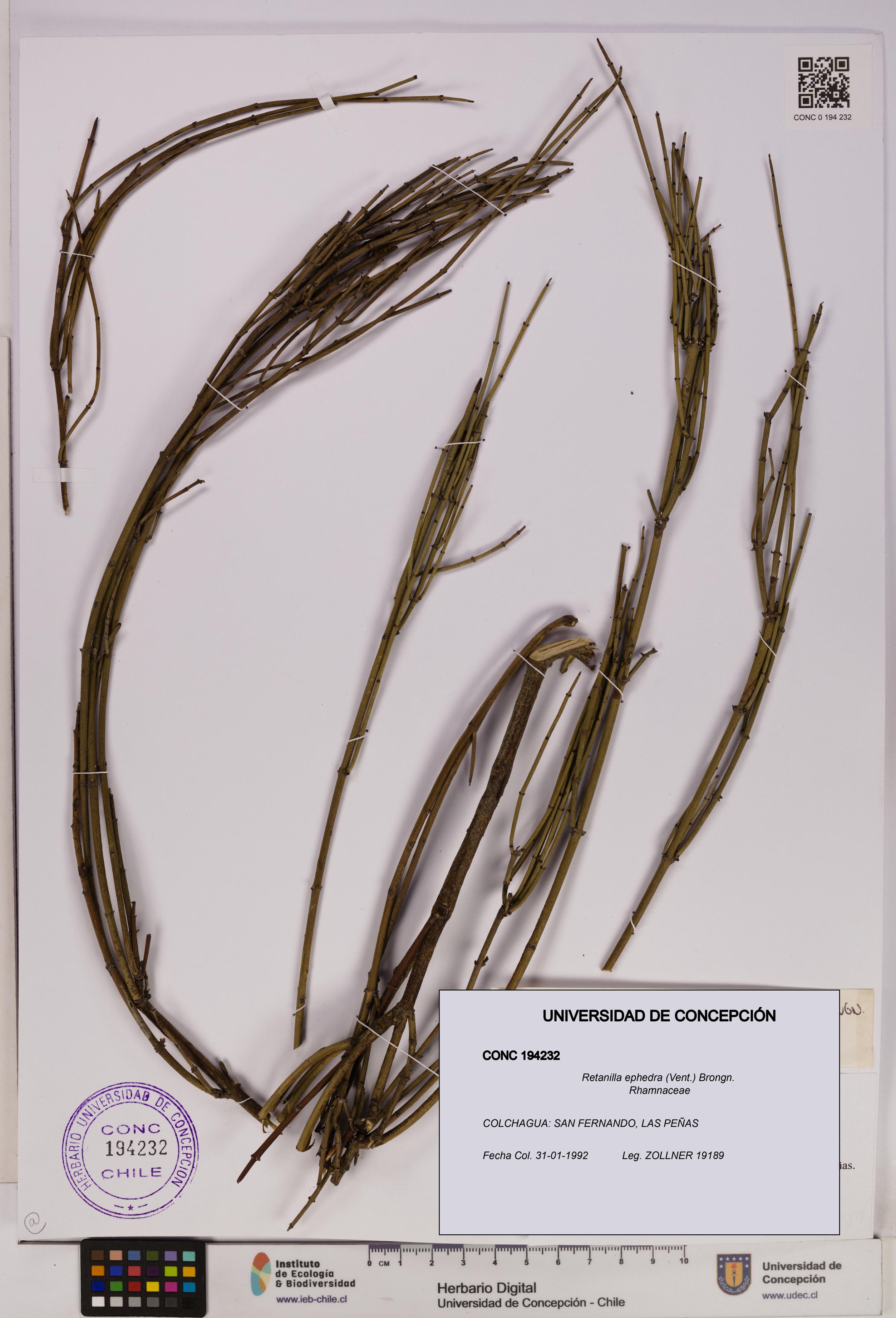 Retanilla ephedra [Espécimen: UDEC:CONC:0194232]