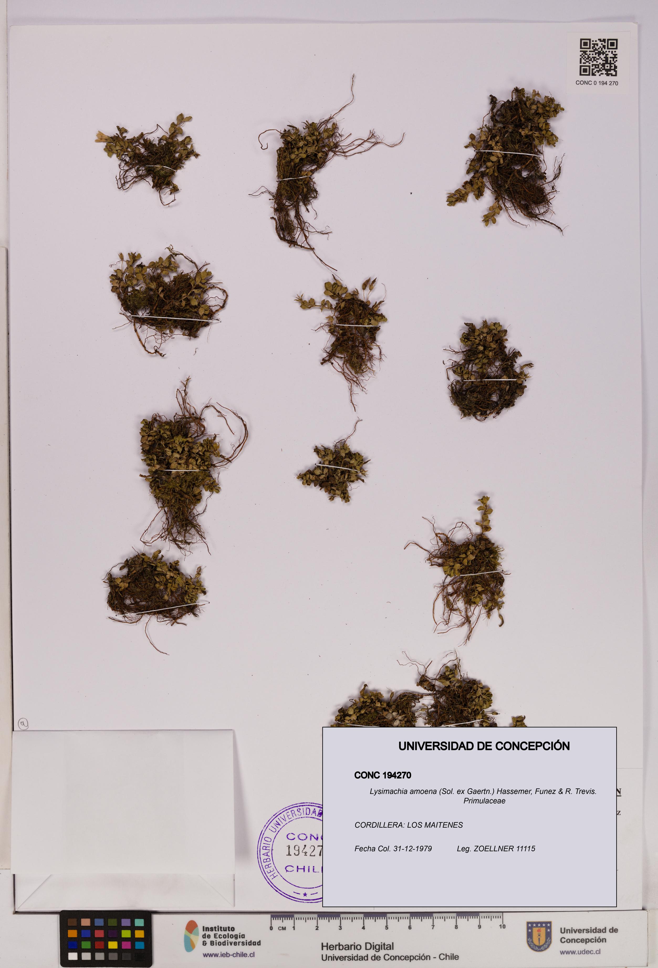 Lysimachia amoena [Espécimen: UDEC:CONC:0194270]