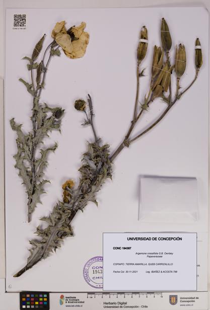Argemone crassifolia [Espécimen: UDEC:CONC:0194387]
