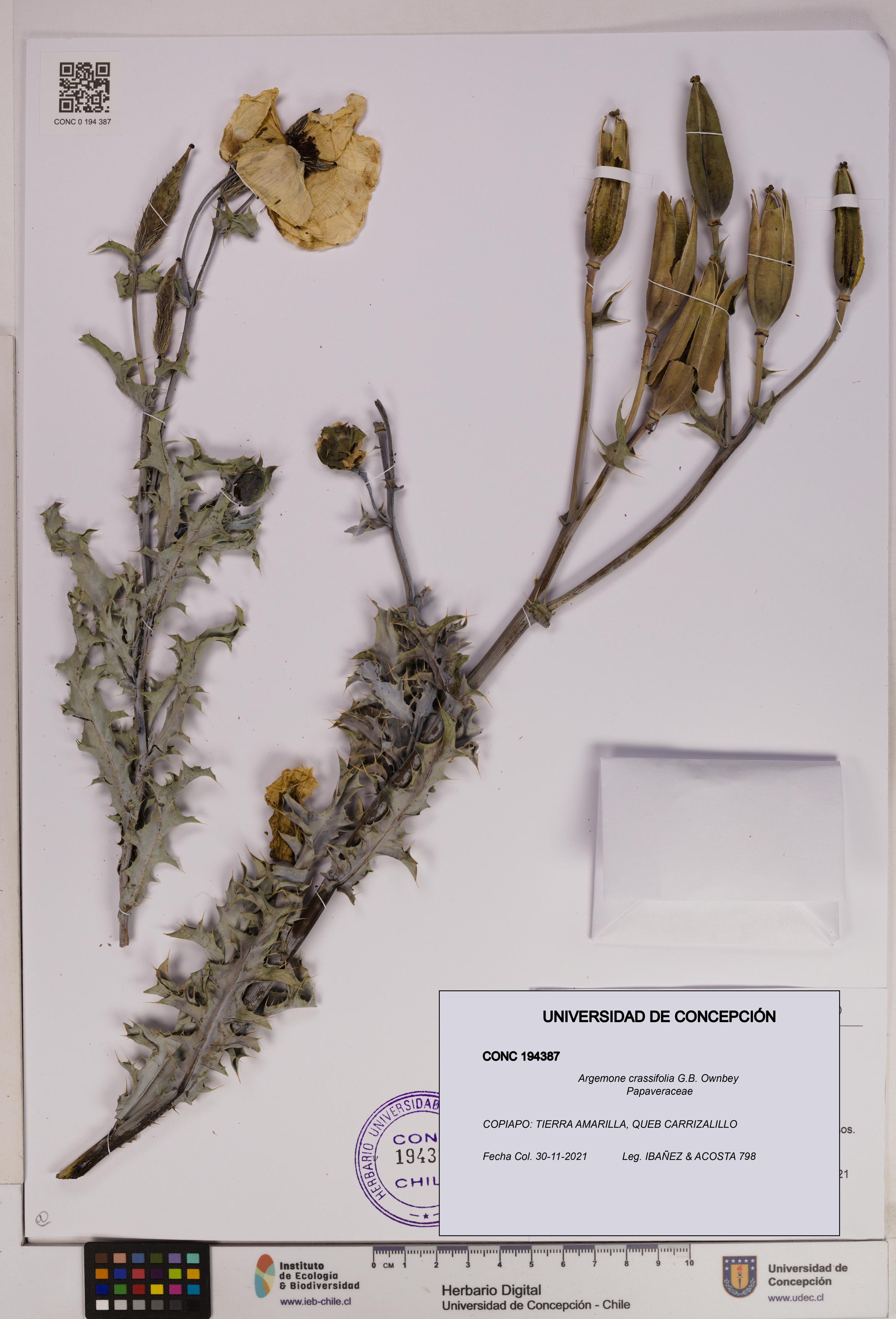 Argemone crassifolia [Espécimen: UDEC:CONC:0194387]