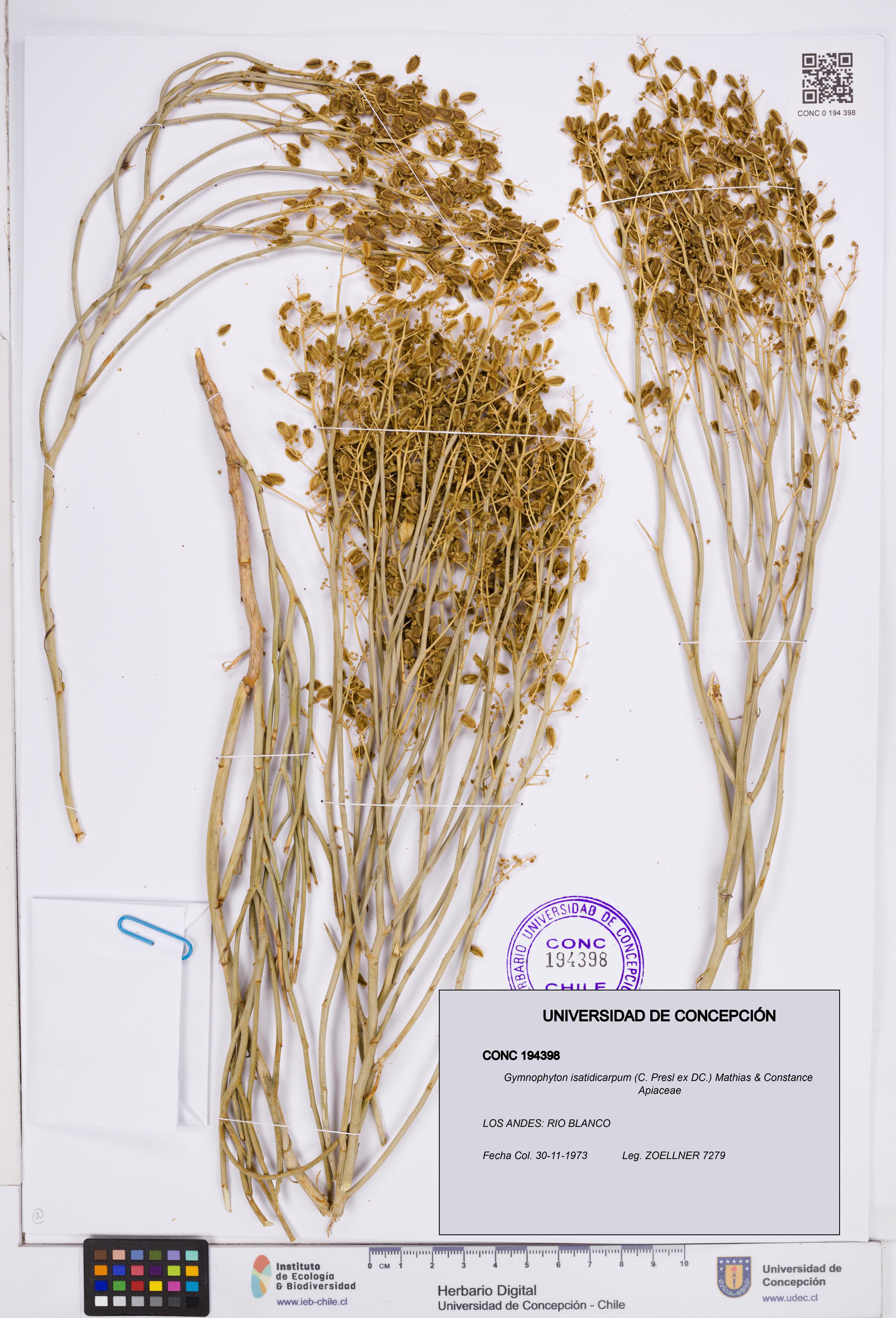 Gymnophyton isatidicarpum [Espécimen: ]