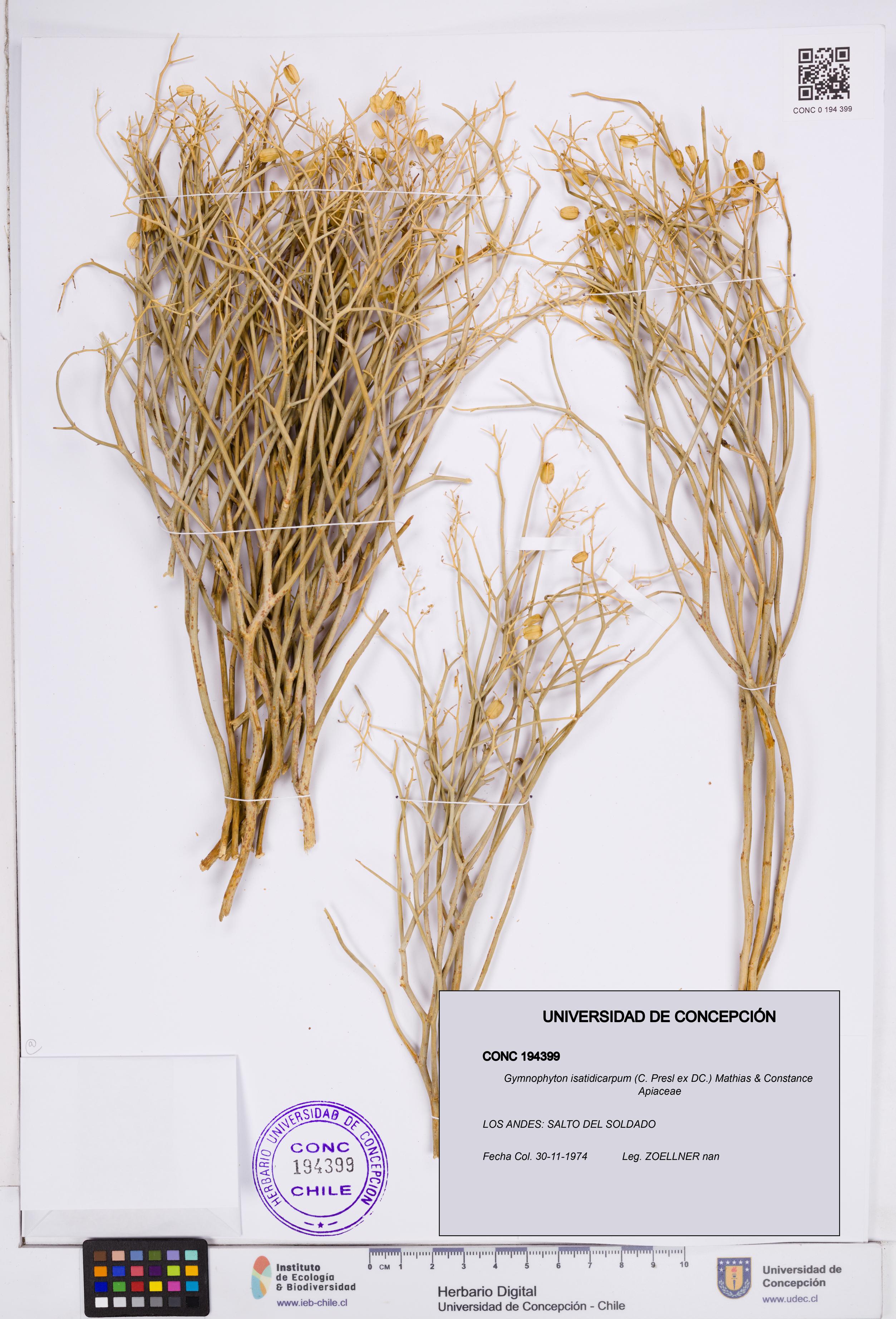 Gymnophyton isatidicarpum [Espécimen: ]