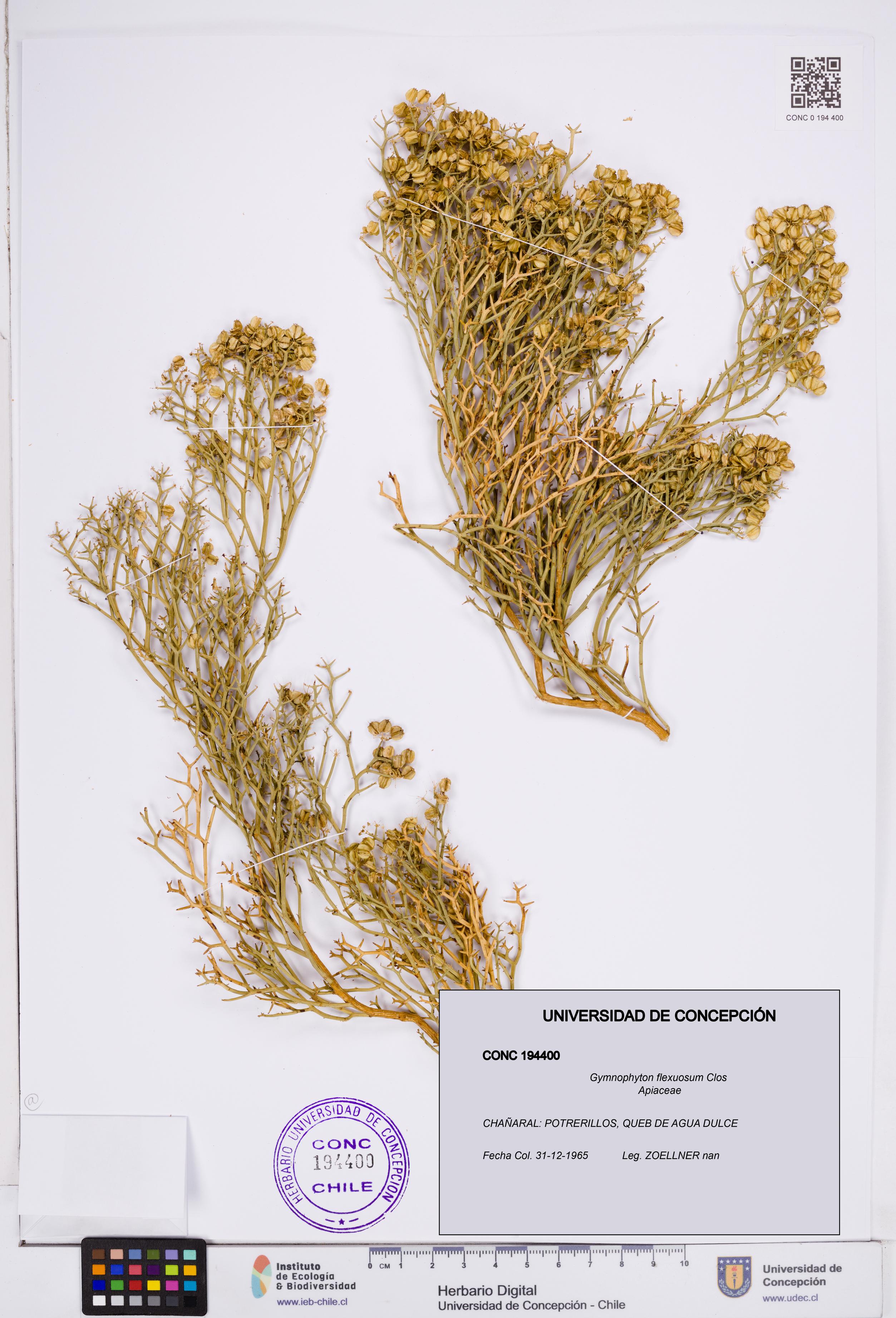 Gymnophyton flexuosum [Espécimen: ]