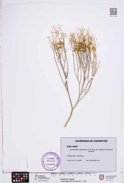 Gymnophyton isatidicarpum [Espécimen: ]