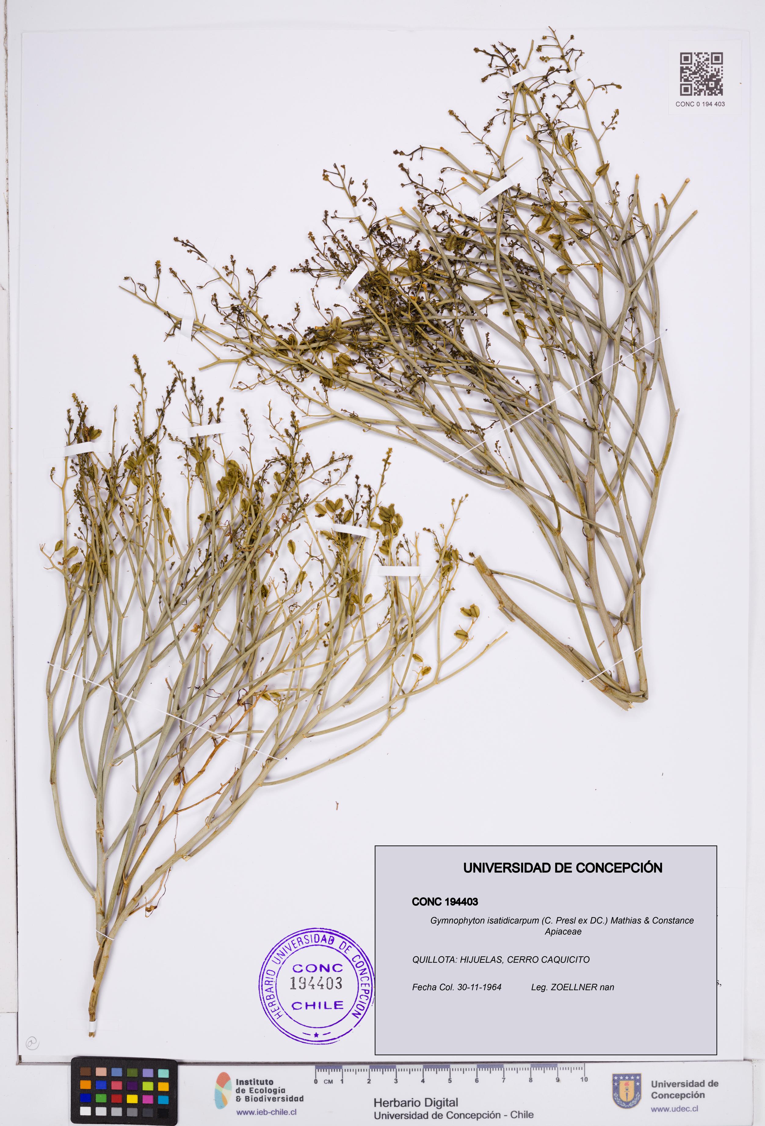 Gymnophyton isatidicarpum [Espécimen: ]