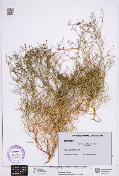 Gymnophyton flexuosum [Espécimen: ]