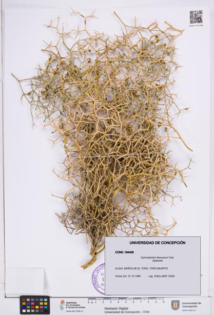 Gymnophyton flexuosum [Espécimen: ]