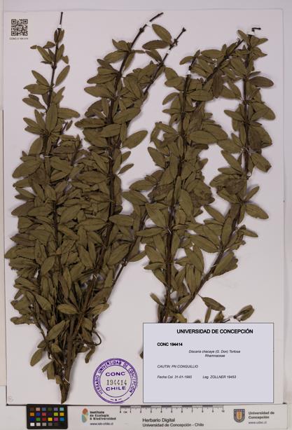 Discaria chacaye [Espécimen: UDEC:CONC:0194414]