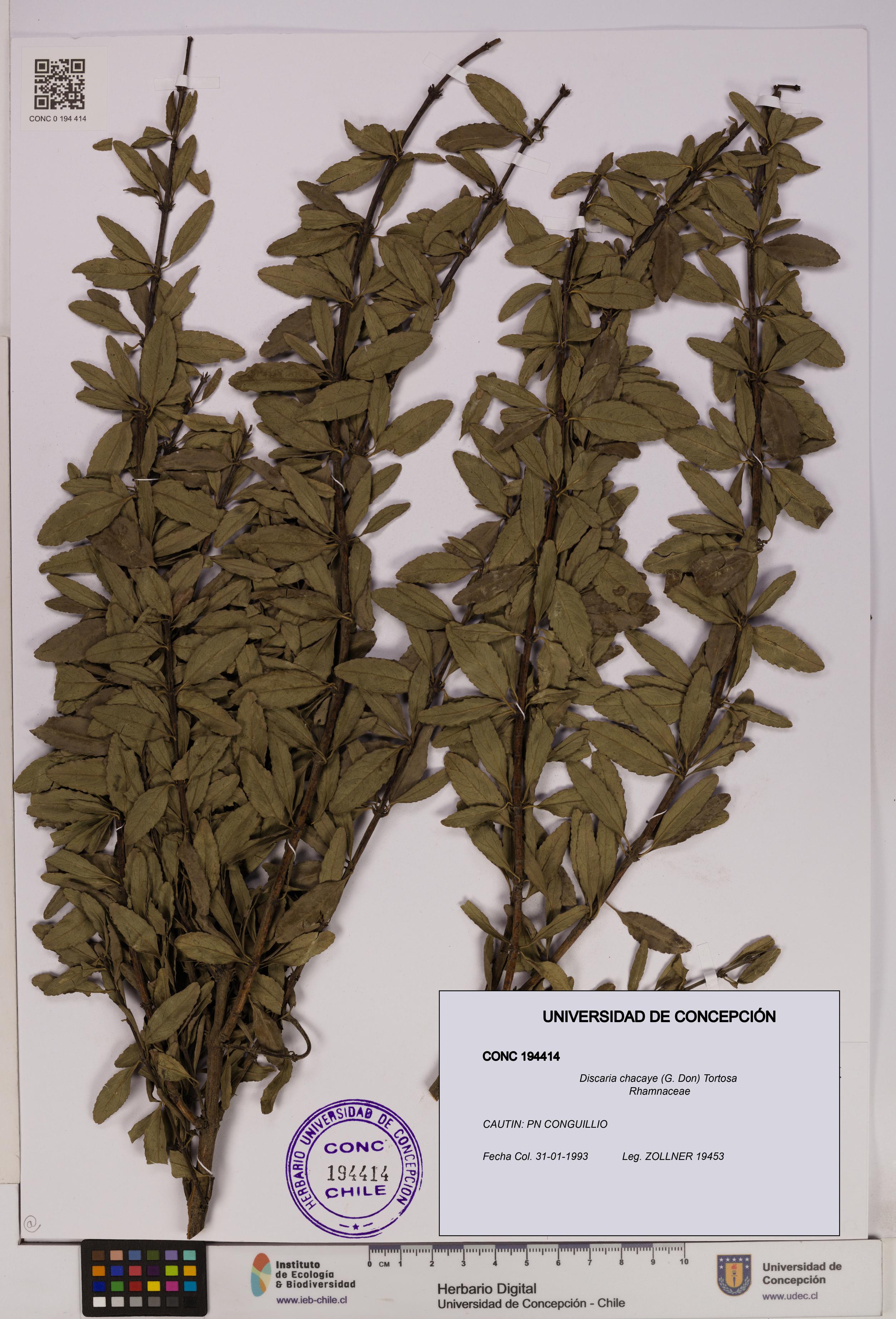 Discaria chacaye [Espécimen: UDEC:CONC:0194414]