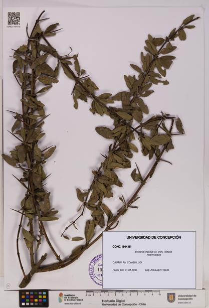 Discaria chacaye [Espécimen: UDEC:CONC:0194415]